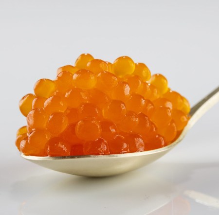 cataliment-salmon-e1748419042969